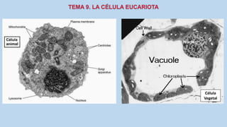 La Célula eucariota