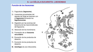 La Célula eucariota