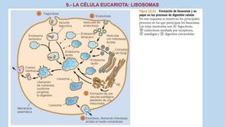 La Célula eucariota