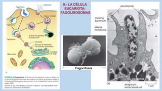 La Célula eucariota