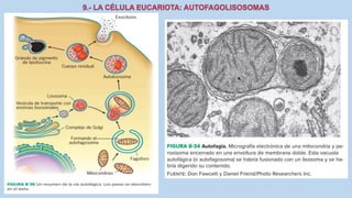La Célula eucariota