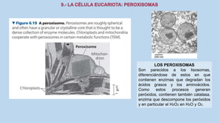 La Célula eucariota