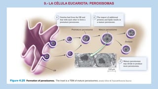 La Célula eucariota