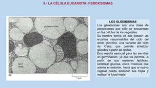 La Célula eucariota
