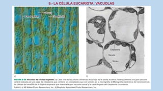 La Célula eucariota