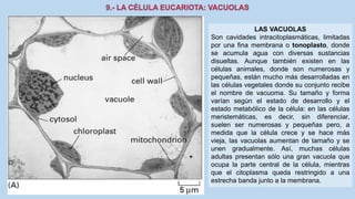 La Célula eucariota