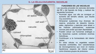 La Célula eucariota