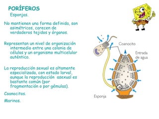 Esponjas.
No mantienen una forma definida, son
asimétricos, carecen de
verdaderos tejidos y órganos.
Representan un nivel de organización
intermedio entre una colonia de
células y un organismo multicelular
auténtico.
La reproducción sexual es altamente
especializada, con estado larval,
aunque la reproducción asexual es
bastante común (por
fragmentación o por gémulas).
Coanocitos.
Marinos.
PORÍFEROS
 