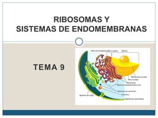 TEMA 9
RIBOSOMAS Y
SISTEMAS DE ENDOMEMBRANAS
 