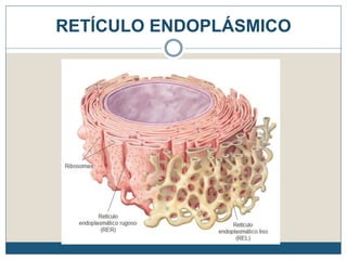 RETÍCULO ENDOPLÁSMICO
 