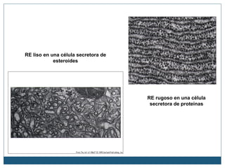 RE liso en una célula secretora de
esteroides
RE rugoso en una célula
secretora de proteínas
 