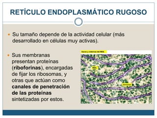  Su tamaño depende de la actividad celular (más
desarrollado en células muy activas).
RETÍCULO ENDOPLASMÁTICO RUGOSO
 Sus membranas
presentan proteínas
(riboforinas), encargadas
de fijar los ribosomas, y
otras que actúan como
canales de penetración
de las proteínas
sintetizadas por estos.
 