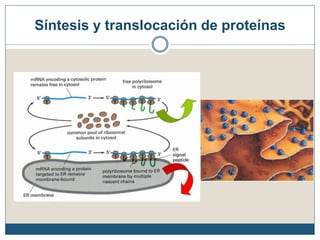 Síntesis y translocación de proteínas
 