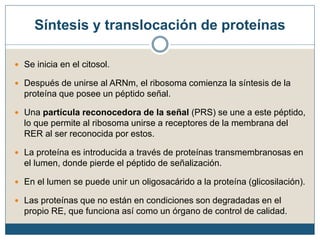 Síntesis y translocación de proteínas
 Se inicia en el citosol.
 Después de unirse al ARNm, el ribosoma comienza la síntesis de la
proteína que posee un péptido señal.
 Una partícula reconocedora de la señal (PRS) se une a este péptido,
lo que permite al ribosoma unirse a receptores de la membrana del
RER al ser reconocida por estos.
 La proteína es introducida a través de proteínas transmembranosas en
el lumen, donde pierde el péptido de señalización.
 En el lumen se puede unir un oligosacárido a la proteína (glicosilación).
 Las proteínas que no están en condiciones son degradadas en el
propio RE, que funciona así como un órgano de control de calidad.
 