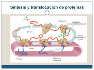 Síntesis y translocación de proteínas
 