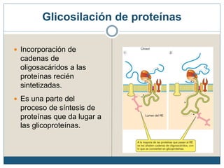 Glicosilación de proteínas
 Incorporación de
cadenas de
oligosacáridos a las
proteínas recién
sintetizadas.
 Es una parte del
proceso de síntesis de
proteínas que da lugar a
las glicoproteínas.
 