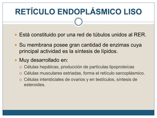 RETÍCULO ENDOPLÁSMICO LISO
 Está constituido por una red de túbulos unidos al RER.
 Su membrana posee gran cantidad de enzimas cuya
principal actividad es la síntesis de lípidos.
 Muy desarrollado en:
 Células hepáticas, producción de partículas lipoproteícas
 Células musculares estriadas, forma el retículo sarcoplásmico.
 Células intersticiales de ovarios y en testículos, síntesis de
esteroides.
 