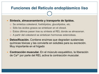 Funciones del Retículo endoplásmico liso
 Síntesis, almacenamiento y transporte de lípidos.
 Se sintetiza colesterol, fosfolípidos, glucolípidos, etc.
 Sólo los ácidos grasos se sintetizan en el citosol.
 Estos últimos pasan tras su síntesis al REL donde se almacenan.
 A partir del colesterol se sintetizan hormonas esteroideas.
 Detoxificación. Contiene enzimas que degradan sustancias
químicas tóxicas y las convierte en solubles para su excreción.
Muy importante en el hígado
 Contracción muscular. En el músculo esquelético, la liberación
de Ca2+ por parte del REL activa la contracción muscular.
 