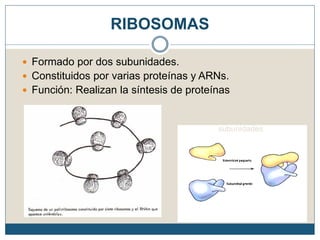 RIBOSOMAS
 Formado por dos subunidades.
 Constituidos por varias proteínas y ARNs.
 Función: Realizan la síntesis de proteínas
Formados por dos
subunidades
 