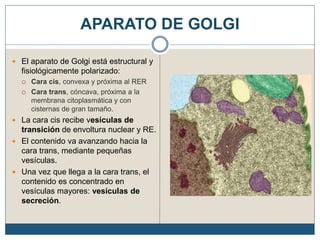 APARATO DE GOLGI
 El aparato de Golgi está estructural y
fisiológicamente polarizado:
 Cara cis, convexa y próxima al RER
 Cara trans, cóncava, próxima a la
membrana citoplasmática y con
cisternas de gran tamaño.
 La cara cis recibe vesículas de
transición de envoltura nuclear y RE.
 El contenido va avanzando hacia la
cara trans, mediante pequeñas
vesículas.
 Una vez que llega a la cara trans, el
contenido es concentrado en
vesículas mayores: vesículas de
secreción.
 