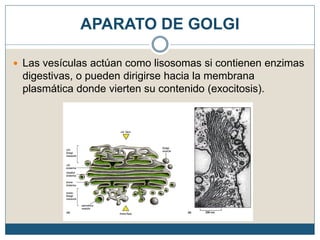 APARATO DE GOLGI
 Las vesículas actúan como lisosomas si contienen enzimas
digestivas, o pueden dirigirse hacia la membrana
plasmática donde vierten su contenido (exocitosis).
 