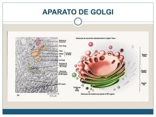 APARATO DE GOLGI
 