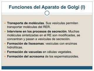 Funciones del Aparato de Golgi (I)
 Transporte de moléculas. Sus vesículas permiten
transportar moléculas del RER.
 Interviene en los procesos de secreción. Muchas
moléculas sintetizadas en el RE son modificadas, se
concentran y pasan a vesículas de secreción.
 Formación de lisosomas: vesículas con enzimas
hidrolíticas.
 Formación de vacuolas en células vegetales.
 Formación del acrosoma de los espermatozoides.
 