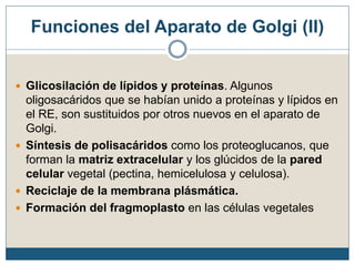 Funciones del Aparato de Golgi (II)
 Glicosilación de lípidos y proteínas. Algunos
oligosacáridos que se habían unido a proteínas y lípidos en
el RE, son sustituidos por otros nuevos en el aparato de
Golgi.
 Síntesis de polisacáridos como los proteoglucanos, que
forman la matriz extracelular y los glúcidos de la pared
celular vegetal (pectina, hemicelulosa y celulosa).
 Reciclaje de la membrana plásmática.
 Formación del fragmoplasto en las células vegetales
 