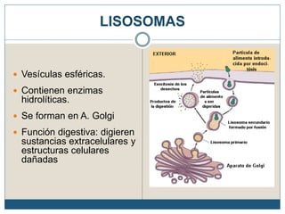 LISOSOMAS
 Vesículas esféricas.
 Contienen enzimas
hidrolíticas.
 Se forman en A. Golgi
 Función digestiva: digieren
sustancias extracelulares y
estructuras celulares
dañadas
 