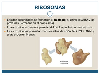 RIBOSOMAS
 Las dos subunidades se forman en el nucléolo, al unirse el ARNr y las
proteínas (formadas en el citoplasma).
 Las subunidades salen separadas del núcleo por los poros nucleares.
 Las subunidades presentan distintos sitios de unión del ARNm, ARNt y
a las endomembranas.
 