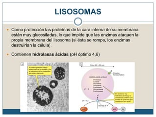 LISOSOMAS
 Como protección las proteínas de la cara interna de su membrana
están muy glucosiladas, lo que impide que las enzimas ataquen la
propia membrana del lisosoma (si ésta se rompe, los enzimas
destruirían la célula).
 Contienen hidrolasas ácidas (pH óptimo 4,6)
 