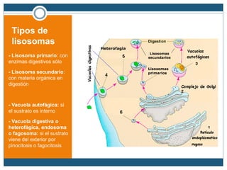 Tipos de
lisosomas
- Lisosoma primario: con
enzimas digestivos sólo
- Lisosoma secundario:
con materia orgánica en
digestión
- Vacuola autofágica: si
el sustrato es interno
- Vacuola digestiva o
heterofágica, endosoma
o fagosoma: si el sustrato
viene del exterior por
pinocitosis o fagocitosis
Lisosomas
primarios
Heterofagia
Lisosomas
secundarios
 
