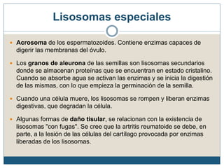 Lisosomas especiales
 Acrosoma de los espermatozoides. Contiene enzimas capaces de
digerir las membranas del óvulo.
 Los granos de aleurona de las semillas son lisosomas secundarios
donde se almacenan proteínas que se encuentran en estado cristalino.
Cuando se absorbe agua se activan las enzimas y se inicia la digestión
de las mismas, con lo que empieza la germinación de la semilla.
 Cuando una célula muere, los lisosomas se rompen y liberan enzimas
digestivas, que degradan la célula.
 Algunas formas de daño tisular, se relacionan con la existencia de
lisosomas "con fugas". Se cree que la artritis reumatoide se debe, en
parte, a la lesión de las células del cartílago provocada por enzimas
liberadas de los lisosomas.
 