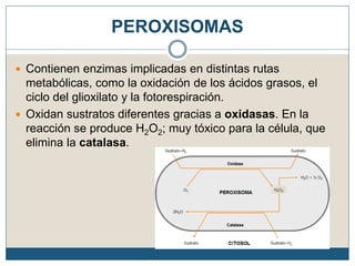 PEROXISOMAS
 Contienen enzimas implicadas en distintas rutas
metabólicas, como la oxidación de los ácidos grasos, el
ciclo del glioxilato y la fotorespiración.
 Oxidan sustratos diferentes gracias a oxidasas. En la
reacción se produce H2O2; muy tóxico para la célula, que
elimina la catalasa.
 