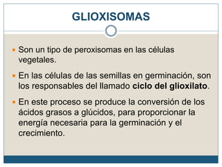 GLIOXISOMAS
 Son un tipo de peroxisomas en las células
vegetales.
 En las células de las semillas en germinación, son
los responsables del llamado ciclo del glioxilato.
 En este proceso se produce la conversión de los
ácidos grasos a glúcidos, para proporcionar la
energía necesaria para la germinación y el
crecimiento.
 