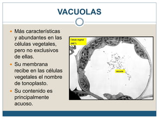 VACUOLAS
 Más características
y abundantes en las
células vegetales,
pero no exclusivos
de ellas.
 Su membrana
recibe en las células
vegetales el nombre
de tonoplasto.
 Su contenido es
principalmente
acuoso.
 