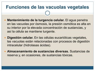 Funciones de las vacuolas vegetales
 Mantenimiento de la turgencia celular. El agua penetra
en las vacuolas por ósmosis, la presión osmótica es alta en
su interior por la elevada concentración de sustancias, y
así la célula se mantiene turgente.
 Digestión celular. En las células eucarióticas vegetales,
las vacuolas están relacionadas con procesos de digestión
intracelular (hidrolasas ácidas).
 Almacenamiento de sustancias diversas. Sustancias de
reserva y, en ocasiones, de sustancias tóxicas.
 
