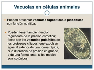 Vacuolas en células animales
 Pueden presentar vacuolas fagocíticas o pinocíticas
con función nutritiva.
 Pueden tener también función
reguladora de la presión osmótica;
éstas son las vacuolas pulsátiles de
los protozoos ciliados, que expulsan
agua al exterior de una forma rápida,
si la diferencia de presión es grande,
o de una forma lenta, si los medios
son isotónicos.
 