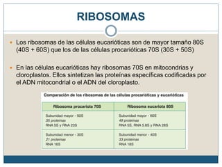 RIBOSOMAS
 Los ribosomas de las células eucarióticas son de mayor tamaño 80S
(40S + 60S) que los de las células procarióticas 70S (30S + 50S)
 En las células eucarióticas hay ribosomas 70S en mitocondrias y
cloroplastos. Ellos sintetizan las proteínas específicas codificadas por
el ADN mitocondrial o el ADN del cloroplasto.
 
