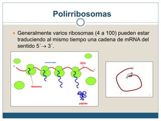 Polirribosomas
 Generalmente varios ribosomas (4 a 100) pueden estar
traduciendo al mismo tiempo una cadena de mRNA del
sentido 5´→ 3´.
 