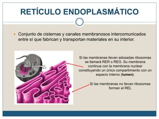  Conjunto de cisternas y canales membranosos intercomunicados
entre sí que fabrican y transportan materiales en su interior.
RETÍCULO ENDOPLASMÁTICO
Si las membranas llevan adosadas ribosomas
se llamará RER o REG. Su membrana
continua con la membrana nuclear
constituyendo un único compartimiento con un
espacio interno (lumen).
Si las membranas no llevan ribosomas
forman el REL
 