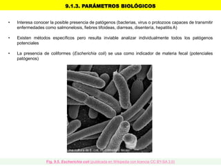 • Interesa conocer la posible presencia de patógenos (bacterias, virus o protozoos capaces de transmitir
enfermedades como salmonelosis, fiebres tifoideas, diarreas, disentería, hepatitis A)
• Existen métodos específicos pero resulta inviable analizar individualmente todos los patógenos
potenciales
• La presencia de coliformes (Escherichia coli) se usa como indicador de materia fecal (potenciales
patógenos)
9.1.3. PARÁMETROS BIOLÓGICOS
Fig. 9.5. Escherichia coli (publicada en Wikipedia con licencia CC BY-SA 3.0)
 