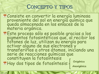 Consiste en convertir la energía luminosa
proveniente del sol en energía química que
queda almacenada en los enlaces de la
materia orgánica.
Este proceso sólo es posible gracias a los
pigmentos fotosintéticos que, al recibir los
fotones de luz, utilizan su energía para
activar alguno de sus electrones y
transferirlos a otros átomos, iniciando una
serie de reacciones químicas que
constituyen la fotosíntesis
Hay dos tipos de fotosíntesis:
CONCEPTO Y TIPOS
Oxigénica
Anoxigénica
 