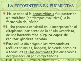 No se sabe si la endosimbiosis fue posterior
o simultánea (en tiempos evolutivos) a la
formación del núcleo.
Dicho proceso consistió en la incorporación al
citoplasma, por parte de la célula Urcariota,
de una bacteria tipo púrpura capaz de
realizar glicolisis aerobia.
Esta célula dio origen a las mitocondrias
(células animales, hongos), haciendo aerobias
a todas las células eucariotas (las anaerobias
desaparecerían por competencia)
LA FOTOSÍNTESIS EN EUCARIOTAS
 