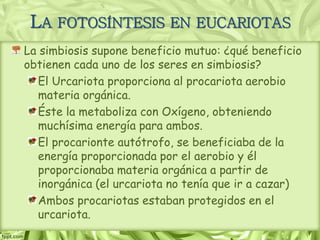 La simbiosis supone beneficio mutuo: ¿qué beneficio
obtienen cada uno de los seres en simbiosis?
El Urcariota proporciona al procariota aerobio
materia orgánica.
Éste la metaboliza con Oxígeno, obteniendo
muchísima energía para ambos.
El procarionte autótrofo, se beneficiaba de la
energía proporcionada por el aerobio y él
proporcionaba materia orgánica a partir de
inorgánica (el urcariota no tenía que ir a cazar)
Ambos procariotas estaban protegidos en el
urcariota.
LA FOTOSÍNTESIS EN EUCARIOTAS
 