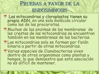 PRUEBAS A FAVOR DE LA
ENDOSIMBIOSIS
Las mitocondrias y cloroplastos tienen su
propio ADN, en una sola molécula circular
como las de las procariotas.
Muchas de las enzimas de las membranas de
las crestas de las mitocondrias se encuentran
también en las membranas de las bacterias.
Las mitocondrias solo se forman por fisión
binaria a partir de otras mitocondrias.
Varias especies de Cianobacterias viven
dentro de otros organismos como plantas y
hongos, lo que demuestra que esta asociación
no es difícil de mantener.
 