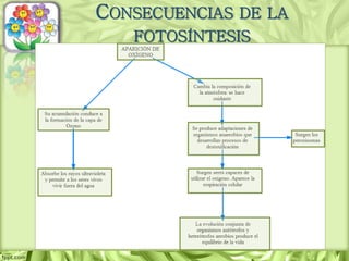 CONSECUENCIAS DE LA
FOTOSÍNTESIS
 