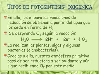 TIPOS DE FOTOSÍNTESIS: OXIGÉNICA
En ella, los e- para las reacciones de
reducción se obtienen a partir del agua que
los cede en forma de H2.
Se desprende O2 según la reacción:
H2O 2H+ + 2e- + ½ O2
La realizan las plantas, algas y algunas
bacterias (cianobacterias).
Gracias a ella, nuestra atmósfera primitiva
pasó de ser reductora a ser oxidante y aún
sigue recibiendo O2 por este medio.
 