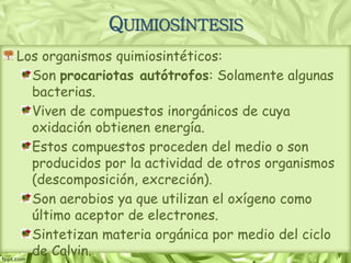 QUIMIOSÍNTESIS
Los organismos quimiosintéticos:
Son procariotas autótrofos: Solamente algunas
bacterias.
Viven de compuestos inorgánicos de cuya
oxidación obtienen energía.
Estos compuestos proceden del medio o son
producidos por la actividad de otros organismos
(descomposición, excreción).
Son aerobios ya que utilizan el oxígeno como
último aceptor de electrones.
Sintetizan materia orgánica por medio del ciclo
de Calvin.
 