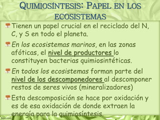QUIMIOSÍNTESIS: PAPEL EN LOS
ECOSISTEMAS
Tienen un papel crucial en el reciclado del N,
C, y S en todo el planeta.
En los ecosistemas marinos, en las zonas
afóticas, el nivel de productores lo
constituyen bacterias quimiosintéticas.
En todos los ecosistemas forman parte del
nivel de los descomponedores al descomponer
restos de seres vivos (mineralizadores)
Esta descomposición se hace por oxidación y
es de esa oxidación de donde extraen la
energía para la quimiosíntesis.
 